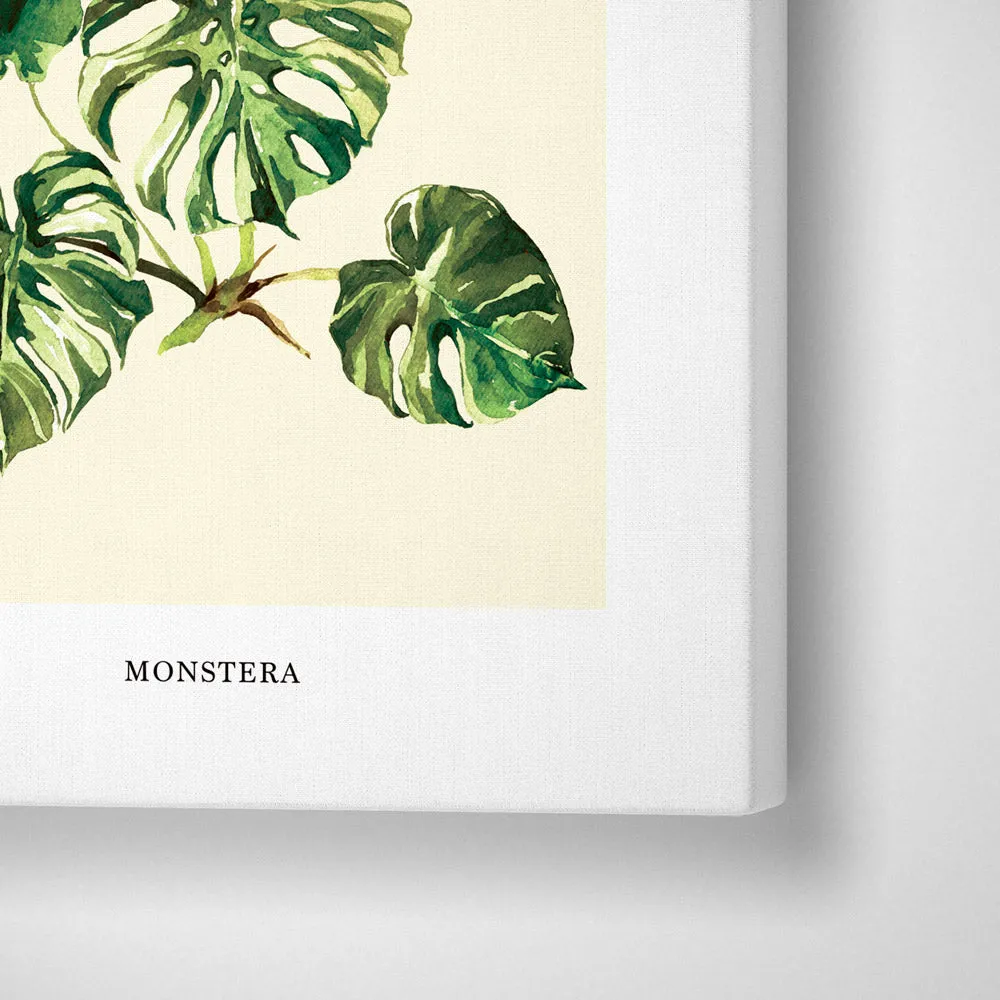 Monstera