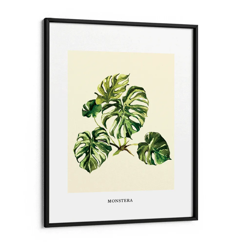 Monstera