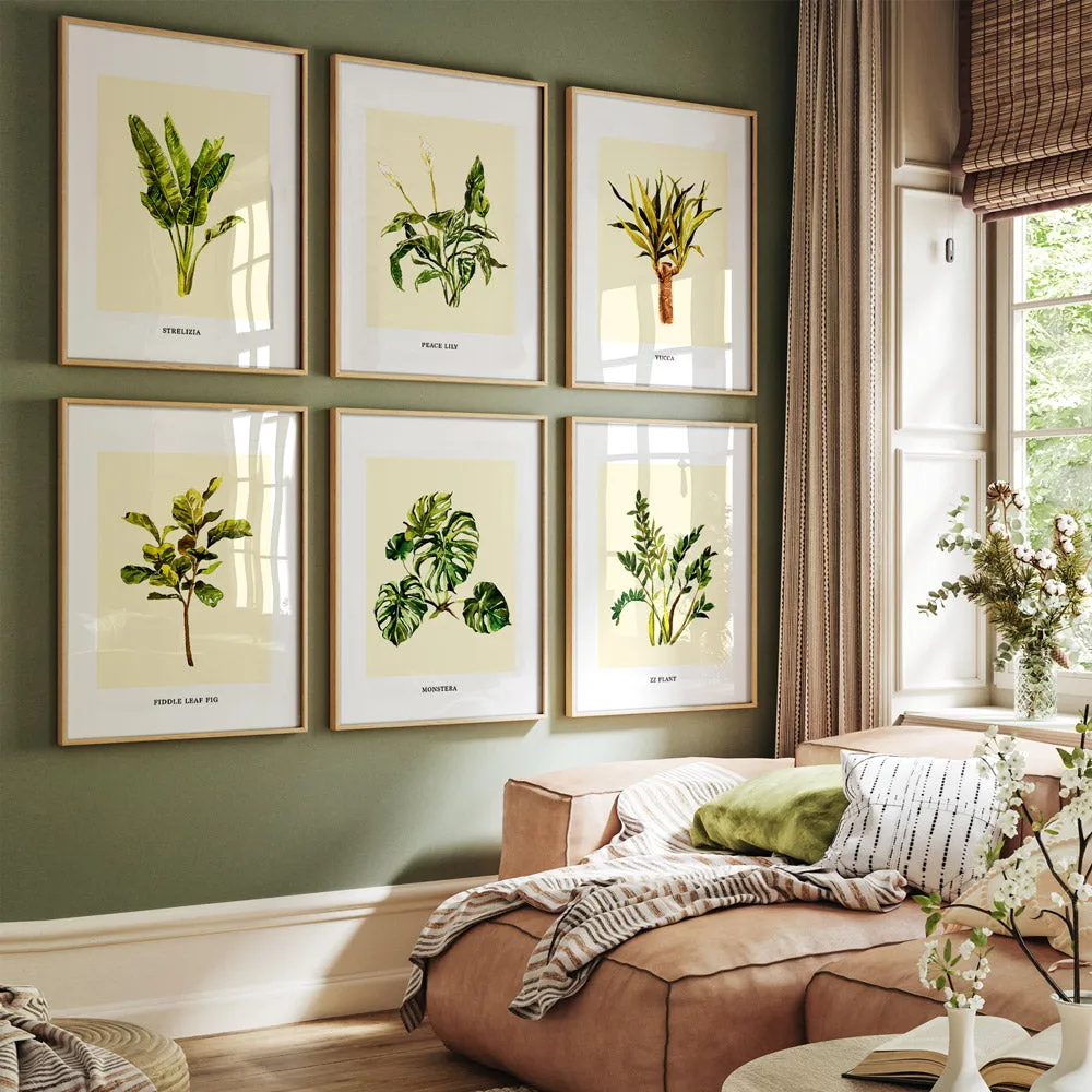 Monstera