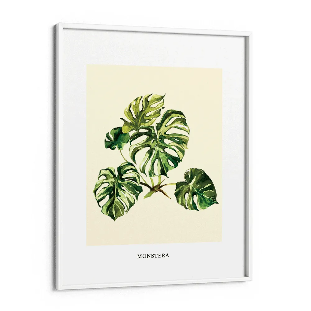 Monstera