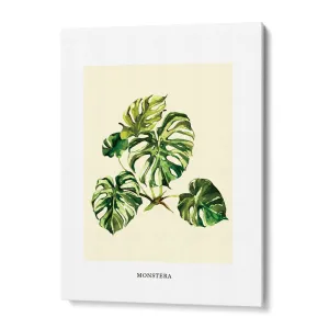 Monstera
