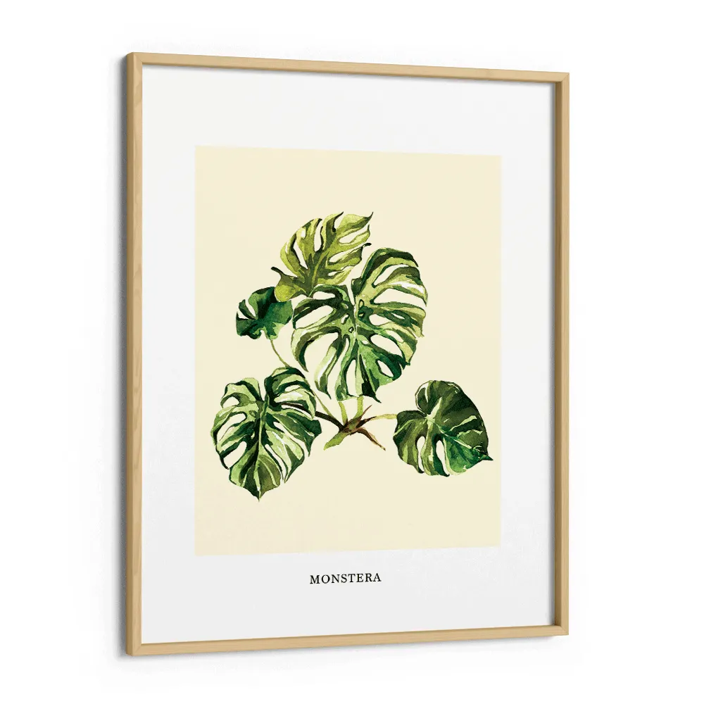 Monstera